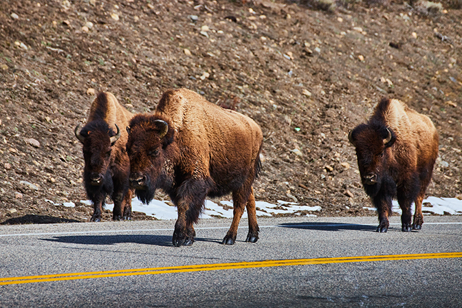 Herd of bison wander on the road
