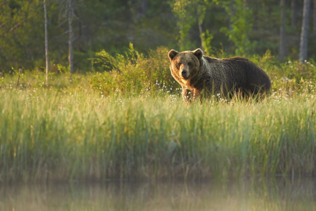 Grizzly bear looks over the lake